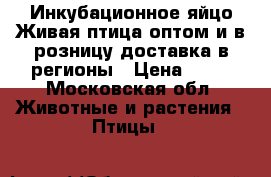 Инкубационное яйцо.Живая птица оптом и в розницу.доставка в регионы › Цена ­ 16 - Московская обл. Животные и растения » Птицы   